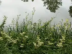 Filipendula ulmaria