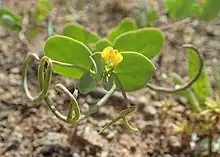 Coronilla scorpioides