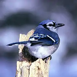 vogel