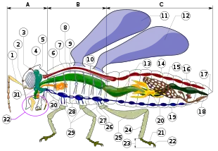 insect