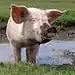 Schwein