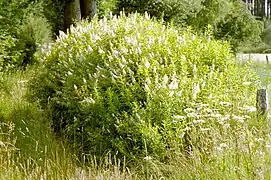 Spiraea alba