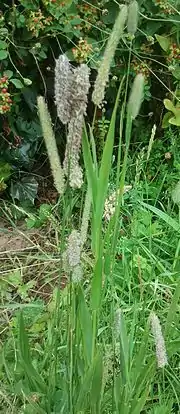 a catstail (Phleum pratense)