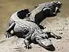 Alligator